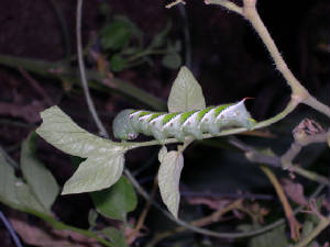 Catepillar1.JPG